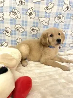 Blue, a male Golden Retriever for sale in Douglasville, GA – 4 of 6