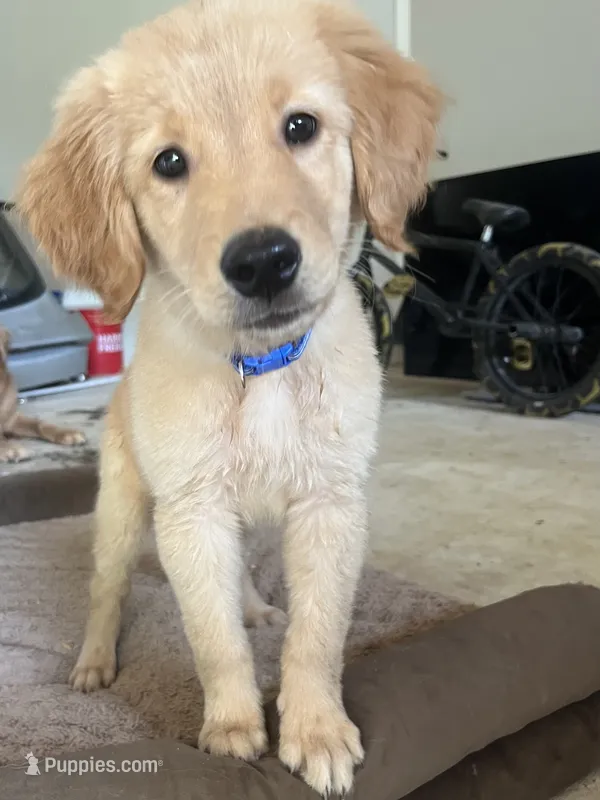 Blue – Golden Retriever puppy for sale in Douglasville, GA