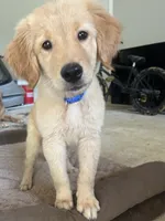 Blue, a male Golden Retriever for sale in Douglasville, GA – 1 of 5