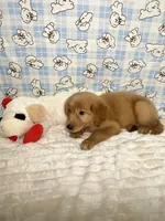 Red, a male Golden Retriever for sale in Douglasville, GA – 4 of 6