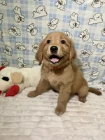 Red, a male Golden Retriever for sale in Douglasville, GA – 2 of 6
