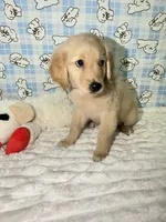 Blue, a male Golden Retriever for sale in Douglasville, GA – 2 of 6