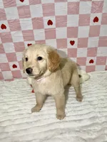 Pink, a female Golden Retriever for sale in Douglasville, GA – 2 of 6