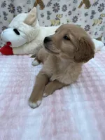 Multicolor Female, a female Golden Retriever for sale in Douglasville, GA – Photo 3 of 6