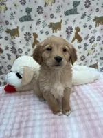 Multicolor Female, a female Golden Retriever for sale in Douglasville, GA – Photo 2 of 6
