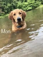 Multicolor Female, a female Golden Retriever for sale in Douglasville, GA – Photo 5 of 6