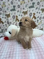 Multicolor Female, a female Golden Retriever for sale in Douglasville, GA – Photo 4 of 6