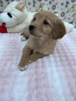 Multicolor Female, a female Golden Retriever for sale in Douglasville, GA – Photo 1 of 6