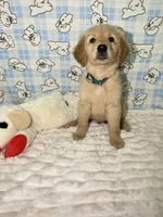 Green, a male Golden Retriever for sale in Douglasville, GA – 2 of 6