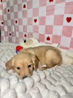 Purple, a female Golden Retriever for sale in Douglasville, GA – 2 of 6
