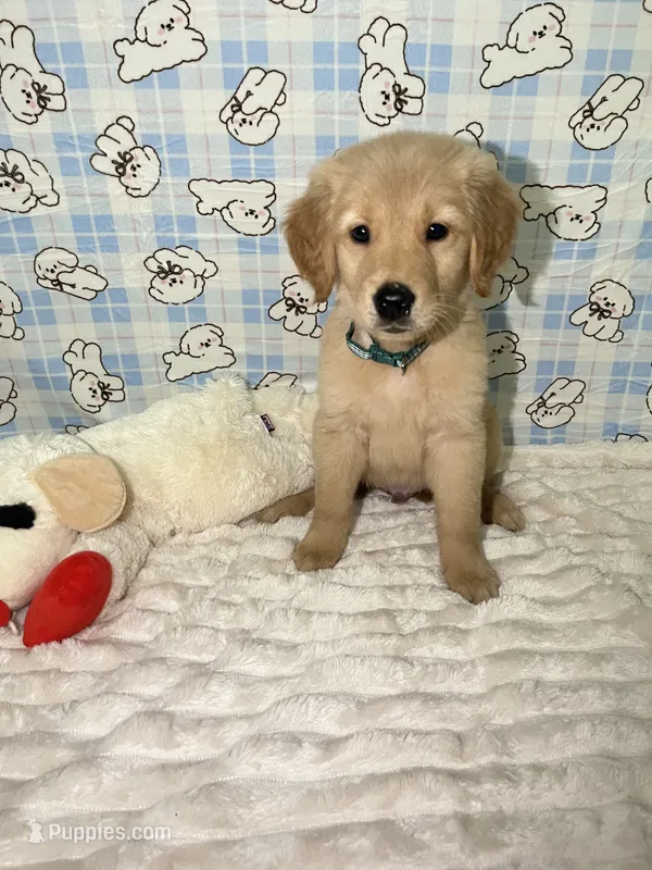 Green – Golden Retriever puppy for sale in Douglasville, GA