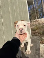 Boy 3, a male American Bulldog for sale in Douglasville, GA – Photo 1 of 4