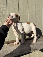 Girl 5, a female American Bulldog for sale in Douglasville, GA – Photo 2 of 4