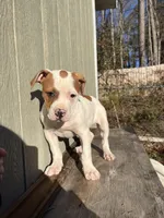 Girl 5, a female American Bulldog for sale in Douglasville, GA – Photo 1 of 4