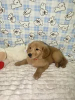 Red, a male Golden Retriever for sale in Douglasville, GA – 3 of 6