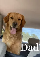 Purple, a female Golden Retriever for sale in Douglasville, GA – 6 of 6