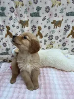 Green Female, a female Golden Retriever for sale in Douglasville, GA – Photo 4 of 6