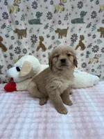 Green Female, a female Golden Retriever for sale in Douglasville, GA – Photo 3 of 6