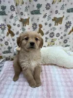 Green Female, a female Golden Retriever for sale in Douglasville, GA – Photo 1 of 6