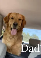 Green Female, a female Golden Retriever for sale in Douglasville, GA – Photo 6 of 6