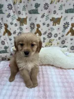 Green Female, a female Golden Retriever for sale in Douglasville, GA – Photo 2 of 6