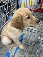 Blue, a male Golden Retriever for sale in Douglasville, GA – 2 of 5