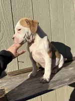 Boy 2, a male American Bulldog for sale in Douglasville, GA – Photo 2 of 4