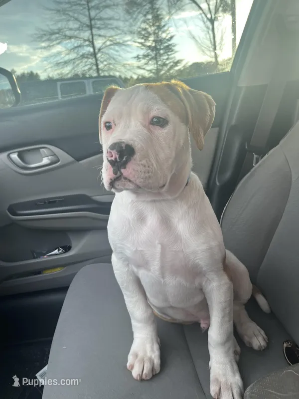 Boy 2 – American Bulldog puppy for sale in Douglasville, GA