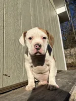 Boy 2, a male American Bulldog for sale in Douglasville, GA – Photo 1 of 4