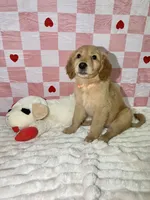 Orange, a female Golden Retriever for sale in Douglasville, GA – 2 of 6
