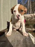 Girl 1, a female American Bulldog for sale in Douglasville, GA – Photo 1 of 4