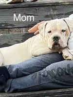 Girl 1, a female American Bulldog for sale in Douglasville, GA – Photo 3 of 4