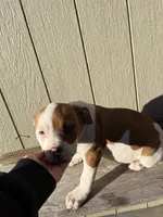 Girl 1, a female American Bulldog for sale in Douglasville, GA – Photo 2 of 4