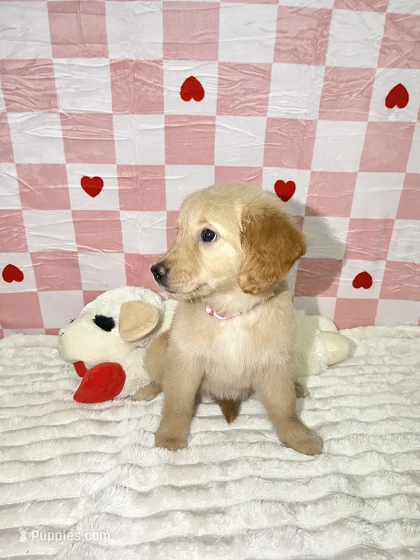 Pink – Golden Retriever puppy for sale in Douglasville, GA