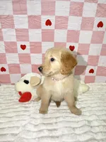 Pink, a female Golden Retriever for sale in Douglasville, GA – 1 of 6