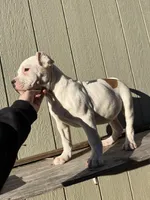 Boy 1, a male American Bulldog for sale in Douglasville, GA – Photo 2 of 4