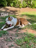 Girl 3, a female American Bulldog for sale in Douglasville, GA – Photo 4 of 4