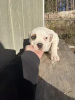 Girl 3, a female American Bulldog for sale in Douglasville, GA – Photo 1 of 4