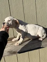 Girl 3, a female American Bulldog for sale in Douglasville, GA – Photo 2 of 4