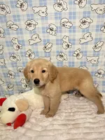 Green, a male Golden Retriever for sale in Douglasville, GA – 3 of 6