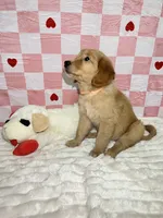 Orange, a female Golden Retriever for sale in Douglasville, GA – 4 of 6