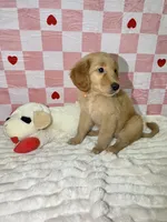 Orange, a female Golden Retriever for sale in Douglasville, GA – 3 of 6