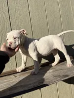 Girl 4, a female American Bulldog for sale in Douglasville, GA – Photo 2 of 4