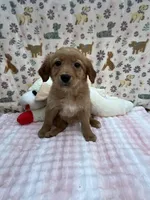 Red Female, a female Golden Retriever for sale in Douglasville, GA – Photo 3 of 6