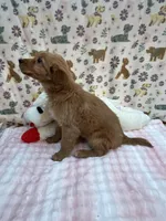 Red Female, a female Golden Retriever for sale in Douglasville, GA – Photo 2 of 6