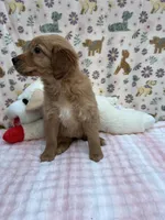 Red Female, a female Golden Retriever for sale in Douglasville, GA – Photo 4 of 6