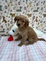 Red Female, a female Golden Retriever for sale in Douglasville, GA – Photo 1 of 6