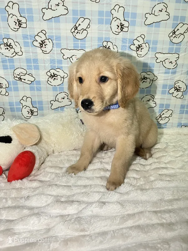 Blue – Golden Retriever puppy for sale in Douglasville, GA