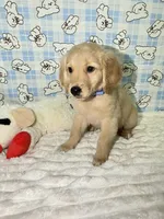 Blue, a male Golden Retriever for sale in Douglasville, GA – 1 of 6