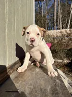 Girl 2, a female American Bulldog for sale in Douglasville, GA – Photo 1 of 4